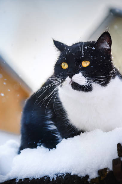 istock cat sits on a roof during snowfall. Winter day. 914746876
