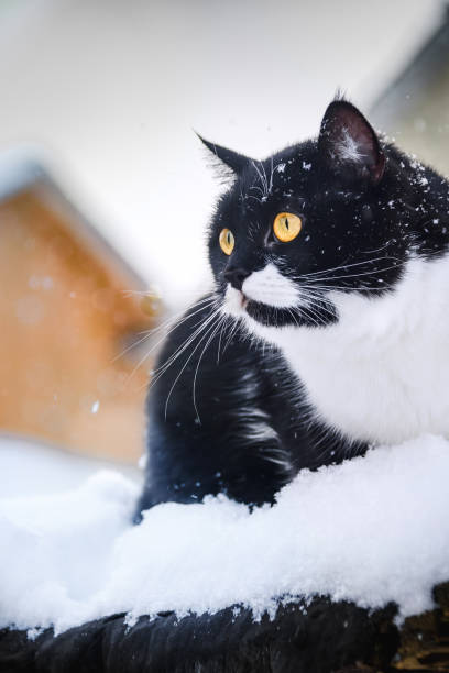 istock cat sits on a roof during snowfall. Winter day. 914746904