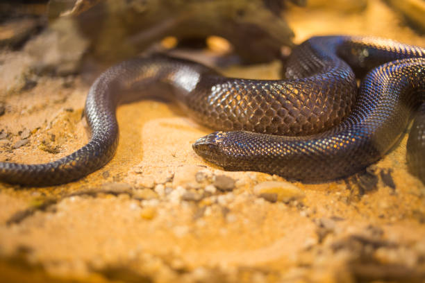 Cropped view of a young Asian woman in her 20s sitting outdoors in the back yard, holding her pet snake. The focus is on the snake, a Rosy Boa, a small docile constrictor native to southwestern North America.