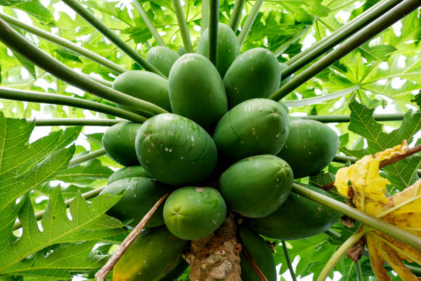 istock Pawpaw Organic Tree and Fruit 914751460