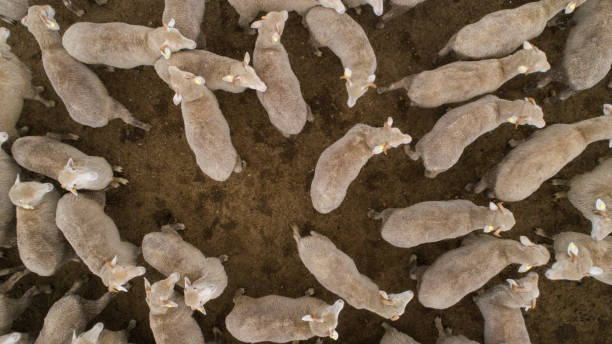 istock Aerial view over a flock of sheep on a farm 914751816
