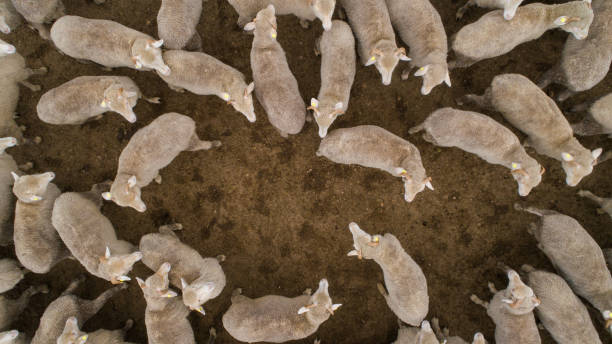 istock Aerial view over a flock of sheep on a farm 914751830