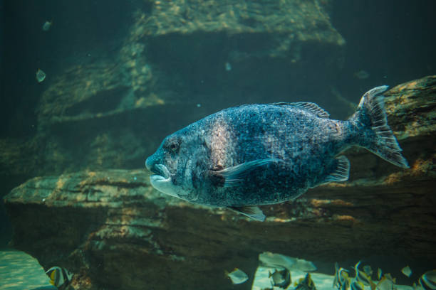 istock Close up image of a black musselcracker underwater 914751950