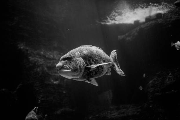 A small pack of fish swimming towards nothingness