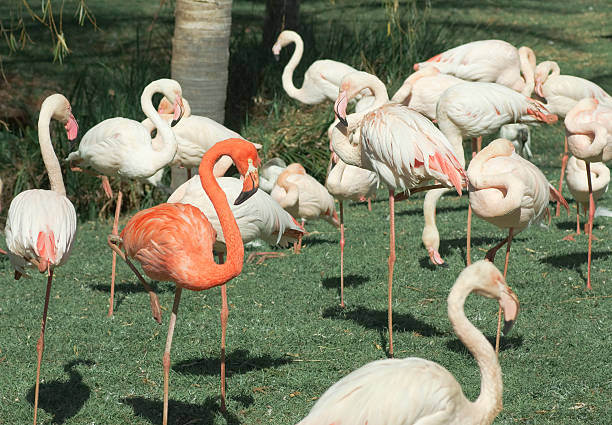 istock The Red Flamingo 91475525