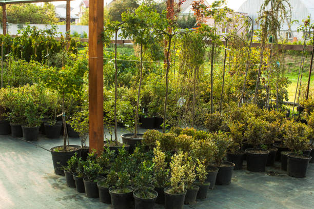 istock Garden market outdoor 914755436