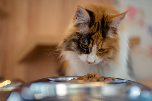 Big maine coon cat eating food