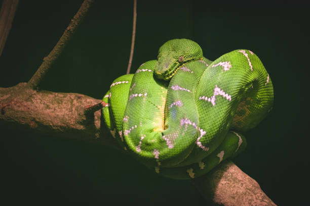 istock Close up image of a green tree boa wrapped around a branch 914759034