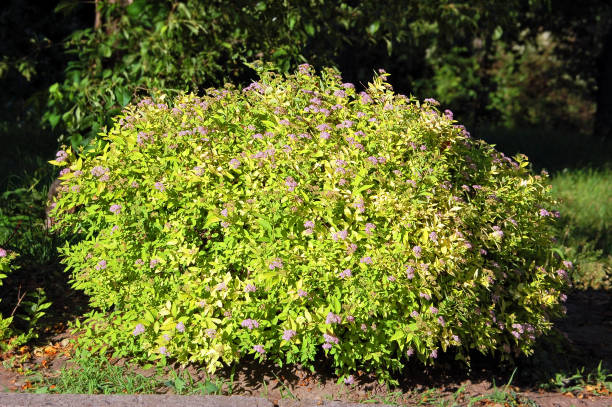 istock Spiraea japonica spring flower 914759126