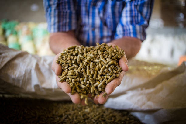 immagine ravvicinata delle mani che tengono l'alimentazione animale in un deposito di bestiame - bovino foto e immagini stock