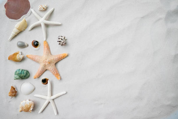 istock Beach with a lot of seashells and starfish 914759556