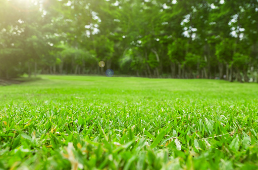 Cierre campo de hierba verde con árbol desenfoque concepto fondo, primavera y verano Parque photo