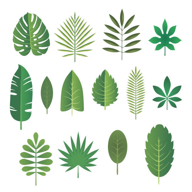 ilustrações, clipart, desenhos animados e ícones de conjunto de folhas de plantas tropicais. ilustração em vetor. - tropical climate white background palm tree leaf