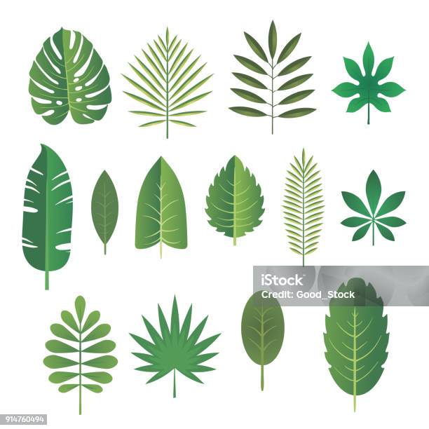 Set Of Leaves Of Tropical Plants Vector Illustration Stock Illustration - Download Image Now