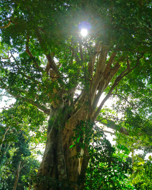 istock Bodhi tree Ta ku mountain in Vietnam 914760496