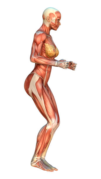 istock 3D digital render female figure with muscle maps on white 914763316