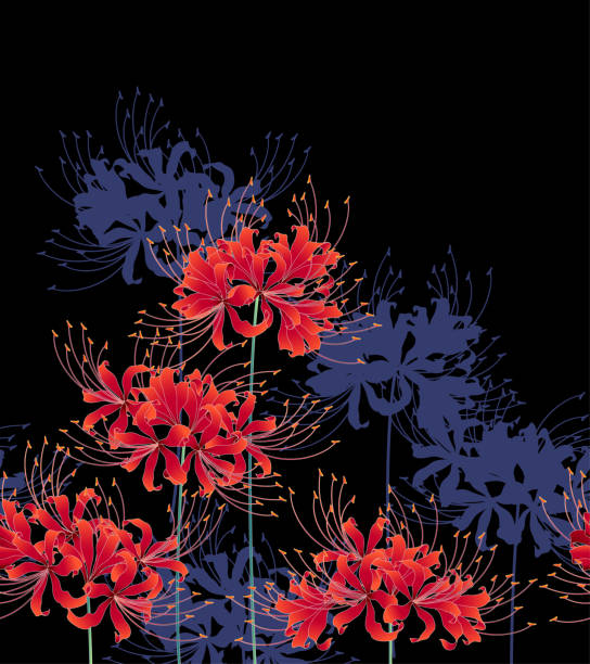 Cluster amaryllis pattern It was Japanese-style and drew a cluster amaryllis red spider lily stock illustrations