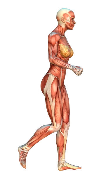 istock 3D digital render female figure with muscle maps on white 914763346
