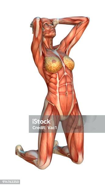 female chest and abdomen muscles anatomy for - Stock Illustration  [104749724] - PIXTA