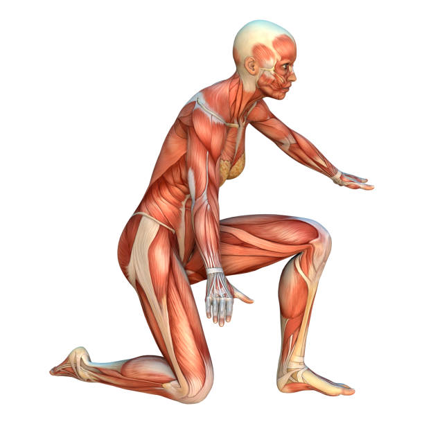 istock 3D digital render female figure with muscle maps on white 914763394