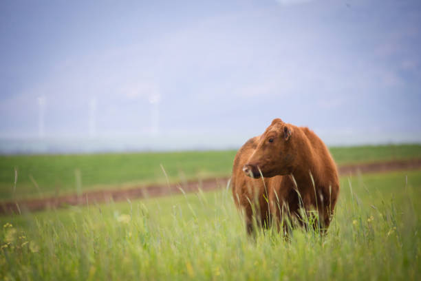 Close up image of a cow / cattle in a green meadow