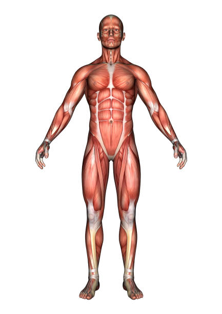 istock 3D digital render male anatomy figure on white 914764476