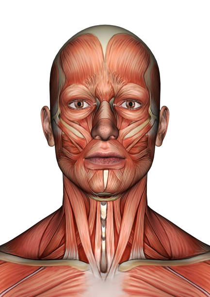 istock 3D digital render male anatomy figure on white 914764506