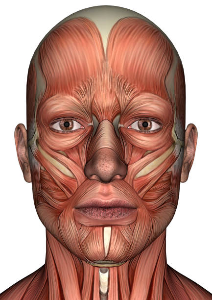 istock 3D digital render male anatomy figure on white 914764516