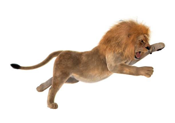 3D digital render of a male lion hunting isolated on white background