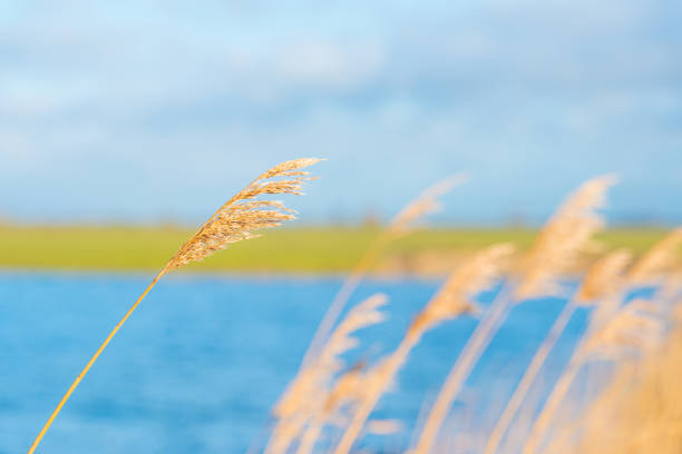 istock Wetland along a pond in sunlight in winter 914764952