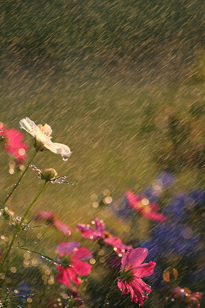 istock Flowers in the Rain 91476646