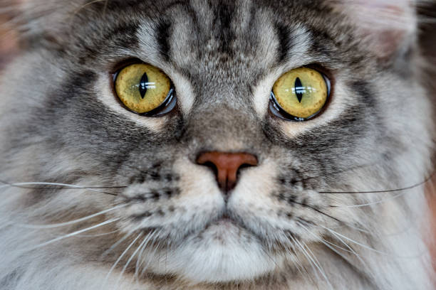 Domestic Cat Portrait