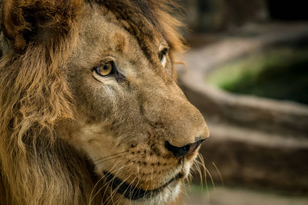 istock Close up of lion 914767456