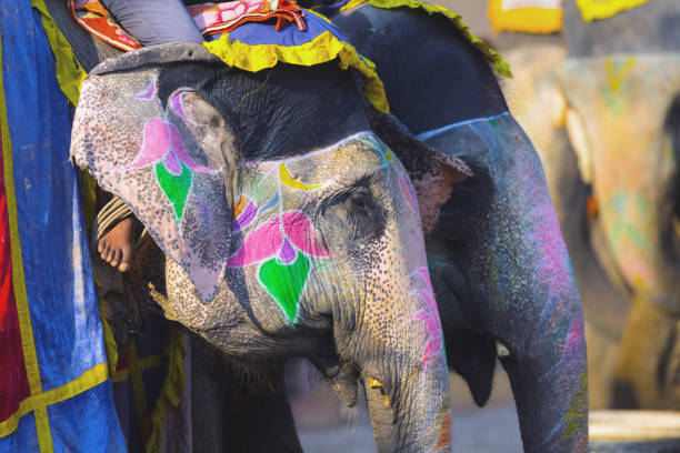 istock Decorated elephants in India 914768226
