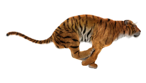 3 d レンダリング大きな猫の聖霊降臨祭の上のトラ - tiger roaring danger power ストックフォトと画像