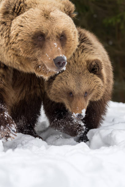 istock Family bear in the winter forest 914770570