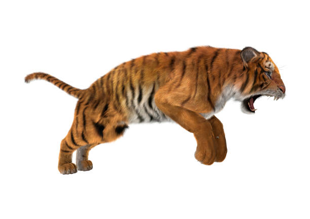 3 d レンダリング大きな猫の聖霊降臨祭の上のトラ - tiger roaring danger power ストックフォトと画像