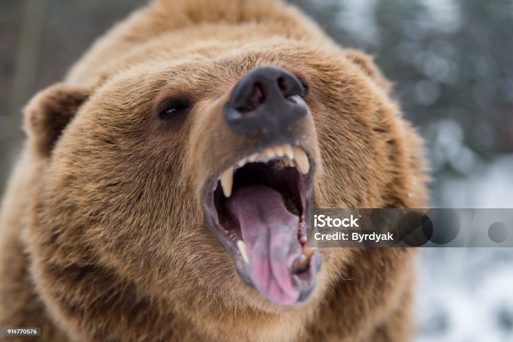 Braunbär brüllend im Wald - Lizenzfrei Grizzlybär Stock-Foto