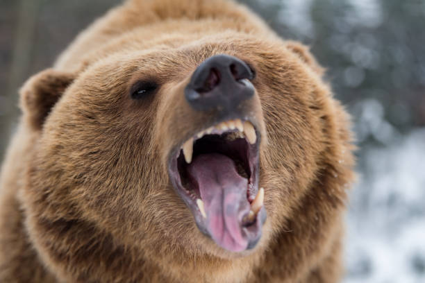 Brown bear roaring in forest stock photo