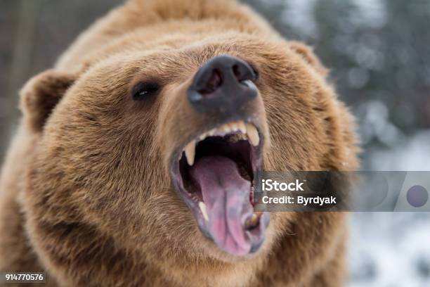 Brown Bear Roaring In Forest Stock Photo - Download Image Now - Grizzly Bear, Bear, Roaring