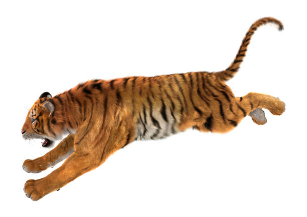 3 d レンダリング大きな猫の聖霊降臨祭の上のトラ - tiger roaring danger power ストックフォトと画像