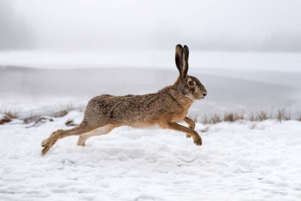 istock Hare running in the field 914770670