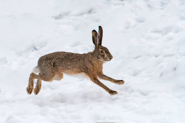 istock Hare running in the field 914770680