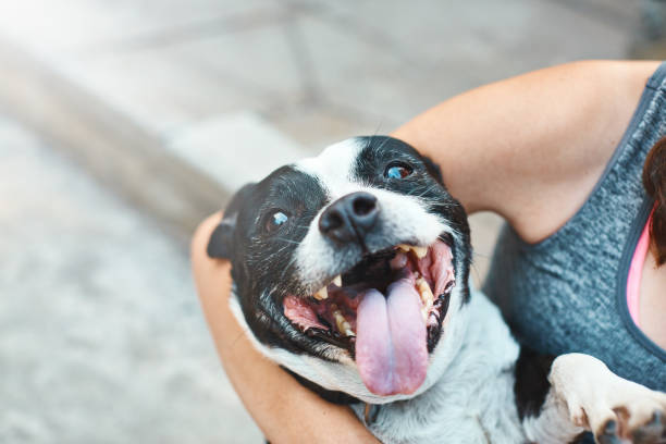 Happily excited pet dog being cuddled by owner 