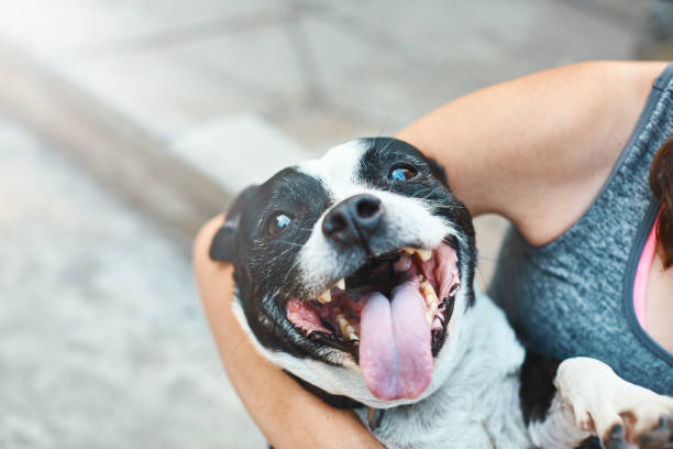 Happily excited pet dog being cuddled by owner "laughs" An excited and delighted Staffordshire bull terrier is being petted by his owner open its mouth in a doggy smile. panting photos stock pictures, royalty-free photos & images