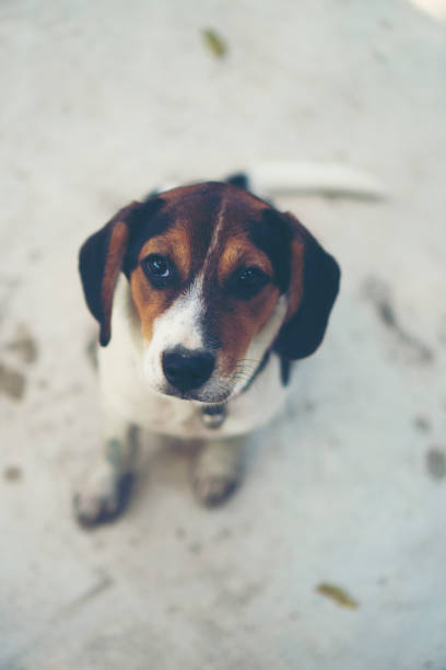 istock 3 month pure breed beagle Puppy on gray screen 914771322