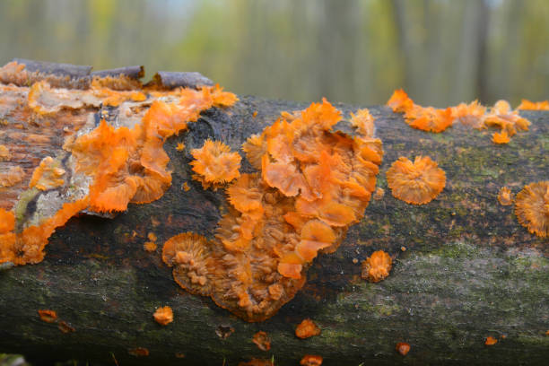 istock phlebia radiata fungus 914771476