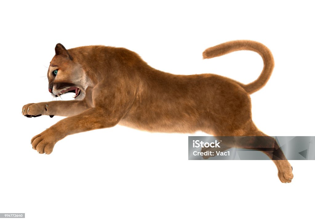 3d Rendering Big Cat Puma On White Stock Photo - Download Image Now - Animal,  Animal Wildlife, Animals In The Wild - iStock