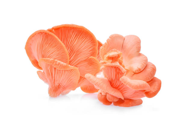 pink oyster mushroom isolated on white background