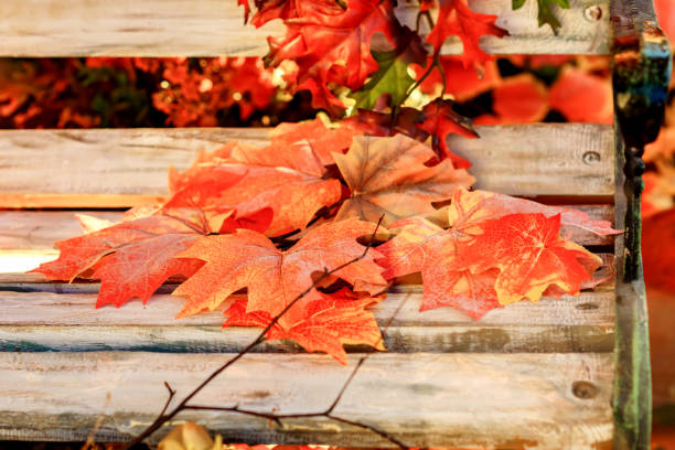 istock closeup of artificial maple leaves on wooden bench 914775456